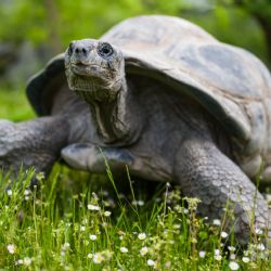 Hlasité námluvy velkých želv v Zoo Praha