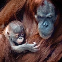 Jak jsme hledali a našli jméno pro orangutaní mládě