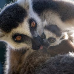 Jaro na opičích ostrovech