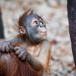 Kawi už prozkoumává expozici a opouští máminu náruč