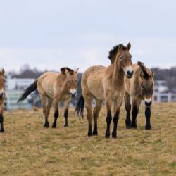 Koně Převalského se na Dívčích hradech prohání v nové sestavě