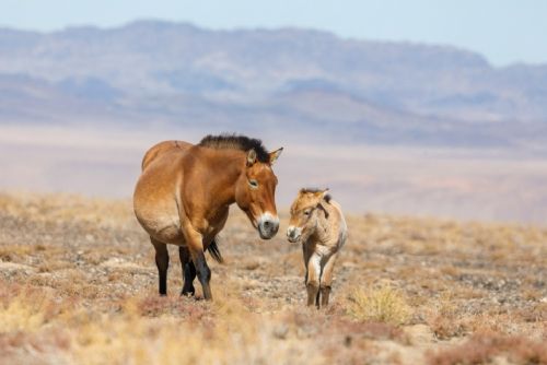 Foto: Koně Převalského zamíří také na východ Mongolska