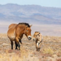 Koně Převalského zamíří také na východ Mongolska
