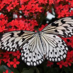 Kukly se valí do Prahy