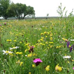 Květnaté louky v centrální městské části nejsou pouhým přáním, ale budou realitou. Praha 2 se o to postará