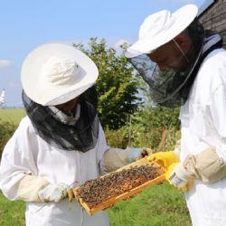 Letiště Praha získalo 8. zlatou medaili za svůj med. Při chovu včel využívá moderní technologie