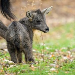 Letní babyboom v Zoo Praha