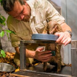 Luskouní samice v Zoo Praha je březí