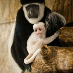 Mládě guerézy pláštíkové je samička