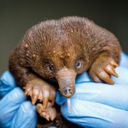 Mládě ježury australské v Zoo Praha už má první bodliny, je mu 100 dní