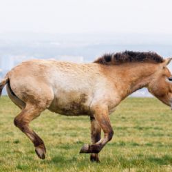 Na Dívčích hradech se prohánějí koně převalského