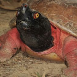 Nejohroženější sladkovodní želva světa nově k vidění v Zoo Praha