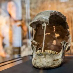 Nejstarší genom moderního člověka objeven v Národním muzeu