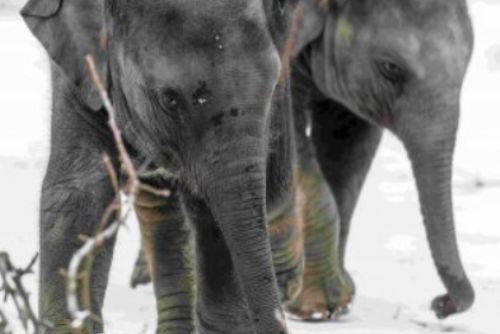 Foto: Nejvíce adoptivních rodičů a sponzorů v Zoo Praha mají sloni