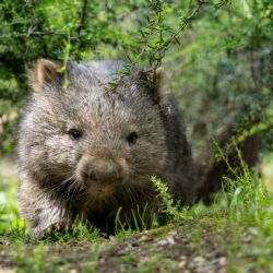 Nezapomenutelný den s vombaty v Zoo Praha