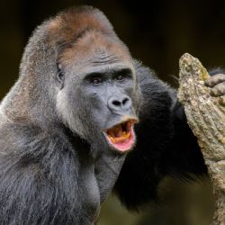 Nový gorilí samec v Zoo Praha