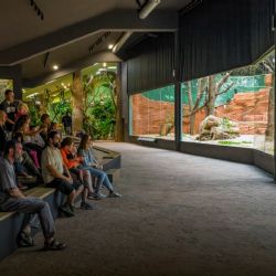 Nový pavilon goril prodlužuje své návštěvní hodiny