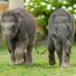 Ohromné ztráty, ale i nová expozice a skvělá mláďata, takový byl v Zoo Praha rok 2020