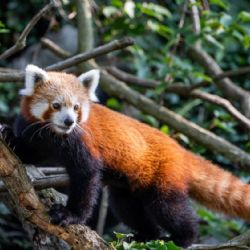 Pandí námluvy v Zoo Praha