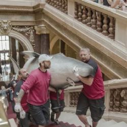 Plejtvák myšok už nebude v Národním muzeu sám! Připlul za ním jeho menší příbuzný