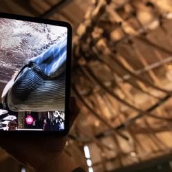 Plejtvák myšok v Národním muzeu už není jen kostrou