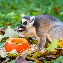 Podzimní prázdniny v Zoo Praha