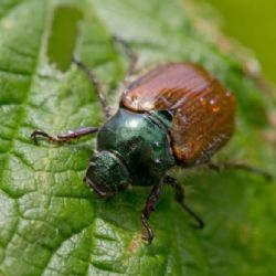 Pozorujte přírodu ve městě a zapojte se s Národním muzeem už tento víkend do mezinárodního projektu!