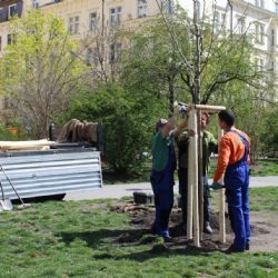 Praha 2 pokračuje ve výsadbě stromů, v ulicích a parcích přibude 87 nových stromů