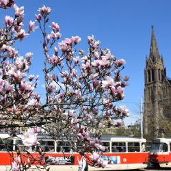 Praha 2 vysadí v ulicích a parcích více než 50 nových stromů
