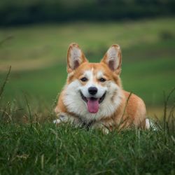 Praha 5 zvyšuje počet košů na psí výkaly a apeluje na pejskaře, aby je využívali