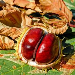 Praha 7 pomáhá v boji s klíněnkou