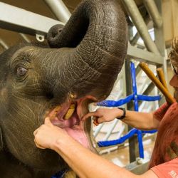 Pražská slůňata dělají nebývalé pokroky ve veterinárním tréninku