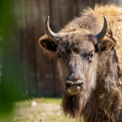 Pražská z ubří samice Prixi odjíždí na Kavkaz