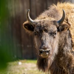 Pražská zubří samice Prixi dorazila na Kavkaz