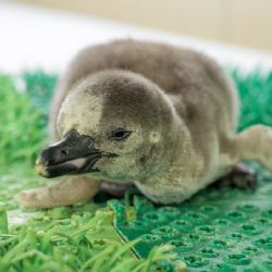 Pražské hejno tučňáků má nového člena