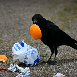 Pražské služby připomínají: Ulice není popelnice