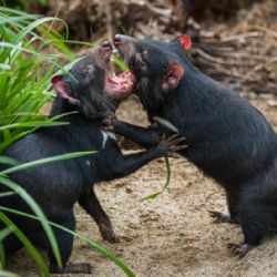 Pražští ďábli pomáhají Tasmánským čertům