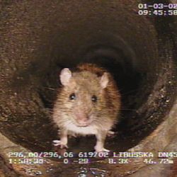 Pražští potkani musí být na pozoru