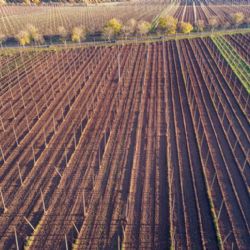 Projekt PRO CHMEL pomáhá českým chmelařům. Prazdroj zjistil, kolik vody potřebuje chmel