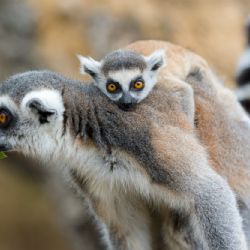 Pruhované mládě na ostrově lemurů