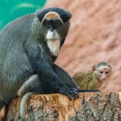 První mládě v novém pavilonu goril