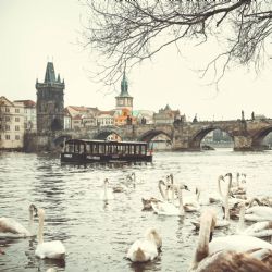 První pražská pravidelná trolejbusová linka Palmovka – Miškovice má zelenou, DPP na ni získal pravomocné stavební povolení