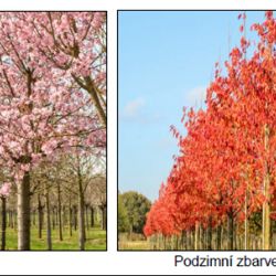 Rekonstrukce Hradešínské ulice, zdůvodnění kácení a následná výsadba nového stromořadí