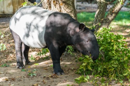 Foto: S tapírem Morsem se v Zoo Praha rozloučili morseovkou