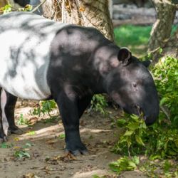 S tapírem Morsem se v Zoo Praha rozloučili morseovkou