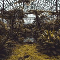 Skleník Fata morgana ukrývá mnohé rostlinné poklady Právě v něm kvete vzácná bílá sloní palma 