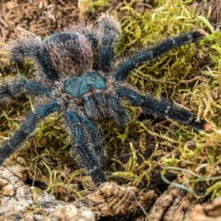 Sklípkani se vrací do Zoo Praha
