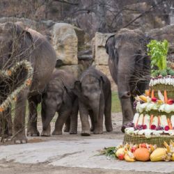 Sloní princezna Lakuna včera oslavila první narozeniny