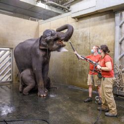 Sloní princezny už zvládají základní veterinární trénink