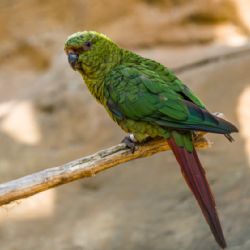 Smaragdový papoušek nově v Zoo Praha